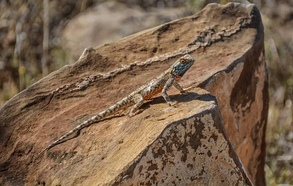 南岩蜥躺在石头上晒日光浴 — 图库照片