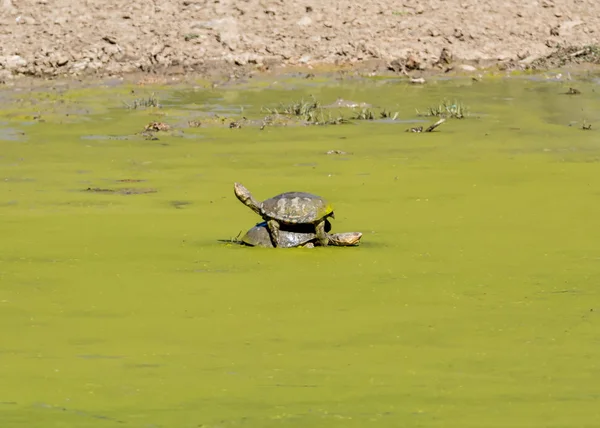Sköldpaddor Damm Täckt Gröna Alger Södra Afrika — Stockfoto