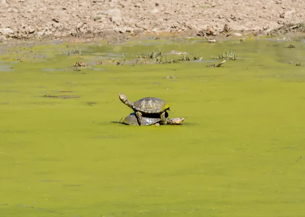 Terrapins Vijver Bedekt Met Groene Algen Zuidelijk Afrika — Stockfoto