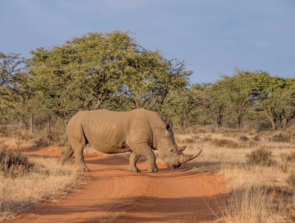 Güney Afrika savana beyaz gergedan geçerken yol