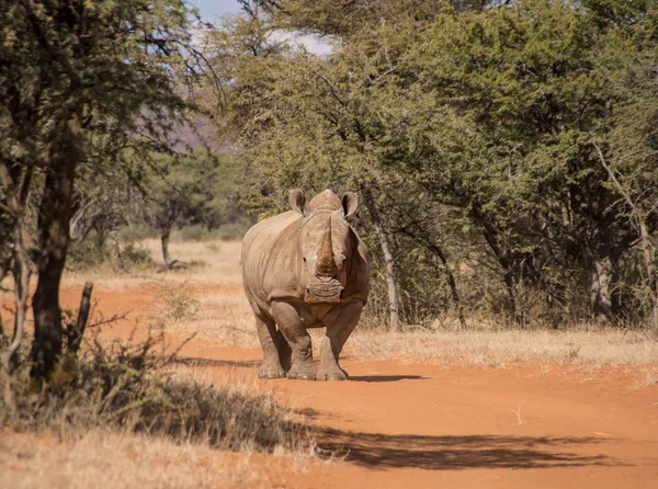 Breitmaulnashorn Überquert Straße Südafrikanischer Savanne — Stockfoto