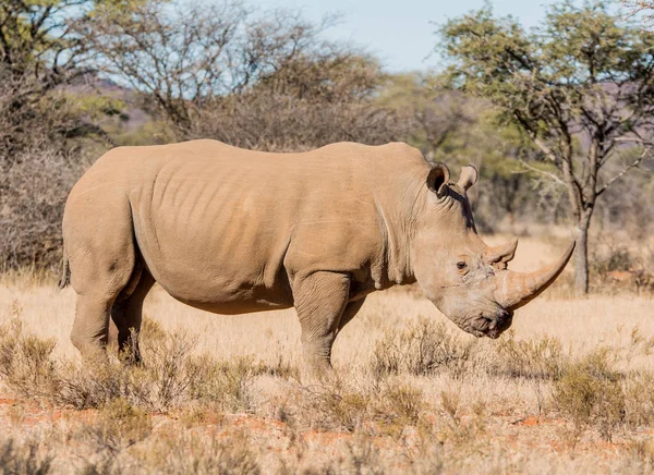 Güney Afrika savana beyaz gergedan