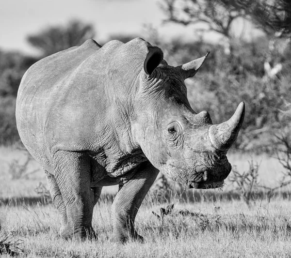 Svartvitt Foto Adult White Rhino Södra Afrikanska Savannen — Stockfoto