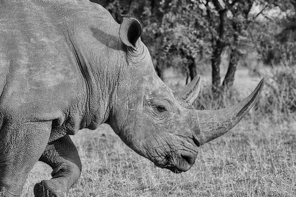 Fekete Fehér Fénykép Felnőtt Fehér Rhino Dél Afrikai Szavanna — Stock Fotó