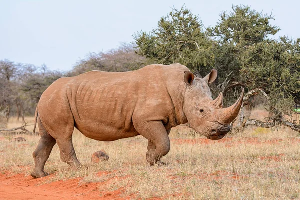 White Rhinoceros Walking Southern African Savanna — Stock Photo, Image