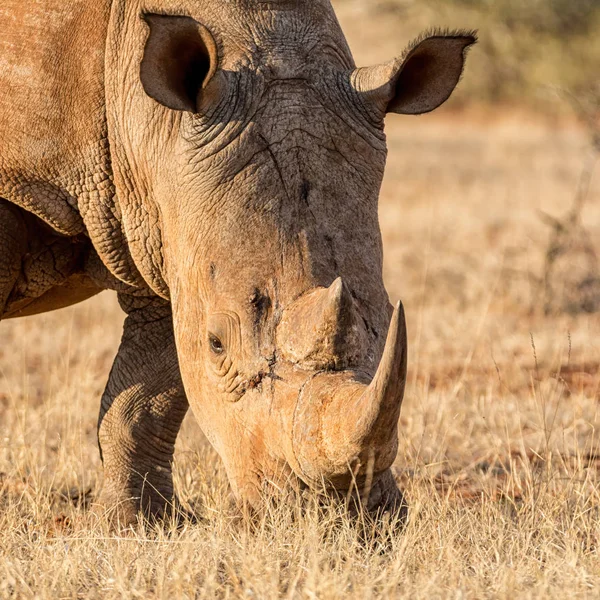 Портрет Белого Носорога Южноафриканской Саванне — стоковое фото