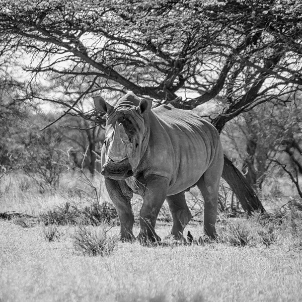 Монохромний Фото Білий Носоріг Ходьба Поблизу Дерев Південної Африки Савана — стокове фото
