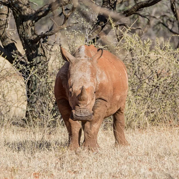 Junges Breitmaulnashorn Südafrikanischer Savanne — Stockfoto