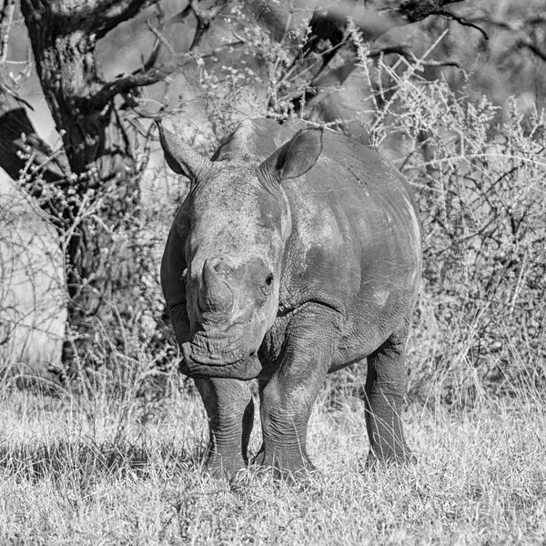 Монохромное Фото Юного Белого Носорога Южноафриканской Саванне — стоковое фото