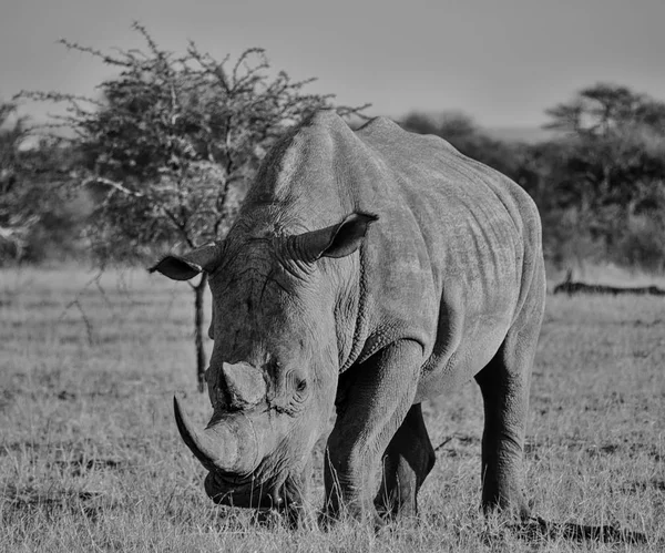 Монохромний Портрет Білий Носоріг Південної Африки Савана — стокове фото