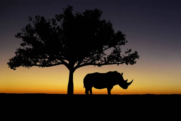 Silhouet Van White Rhino Staande Onder Boom Zonsondergang Achtergrond — Stockfoto