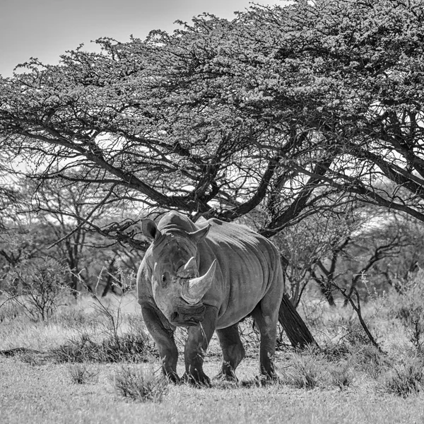 Monochromatyczne Zdjęcie Nosorożca Białego Spaceru Pobliżu Drzew Południowej Afrykańskiej Sawanny — Zdjęcie stockowe