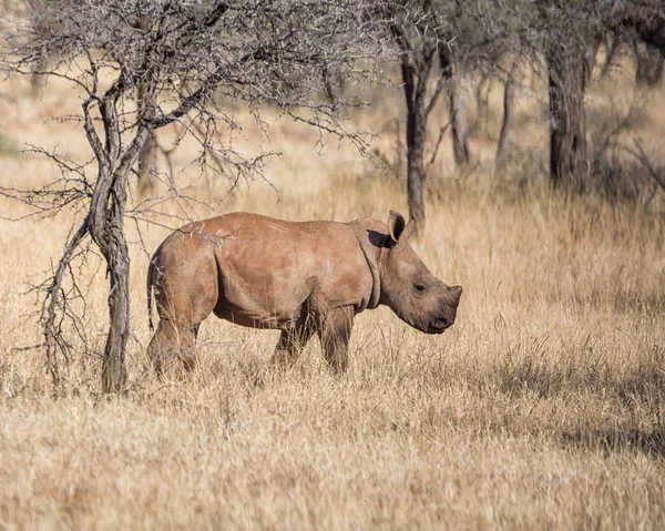 Чоловічий Білий Носоріг Теля Ходити Південної Африки Савана — стокове фото
