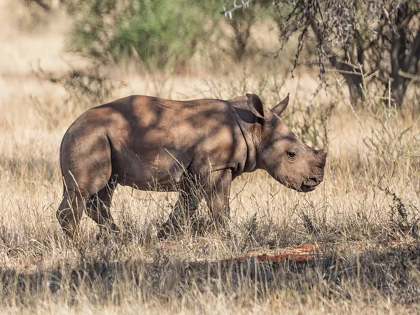 Veau Mâle Rhinocéros Blanc Dans Savane Afrique Australe — Photo