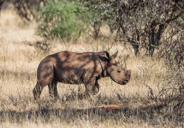 Macho Becerro Blanco Rinoceronte Sabana Del Sur África — Foto de Stock