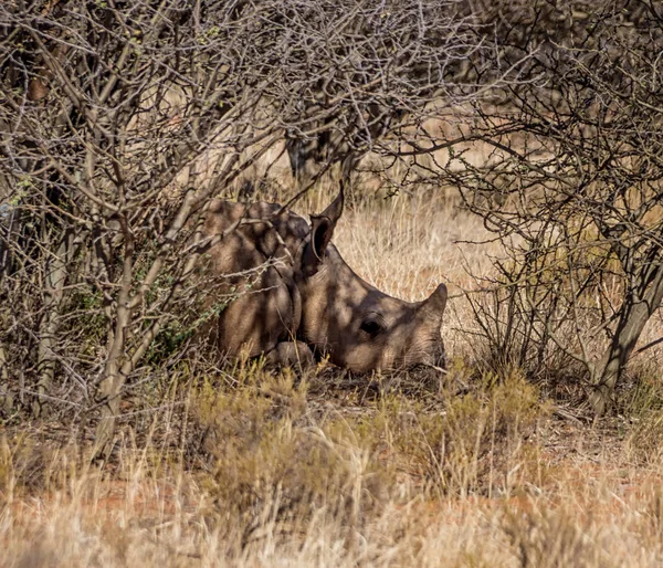 Ternera Rinoceronte Blanco Que Yace Bajo Los Arbustos Sabana Del — Foto de Stock