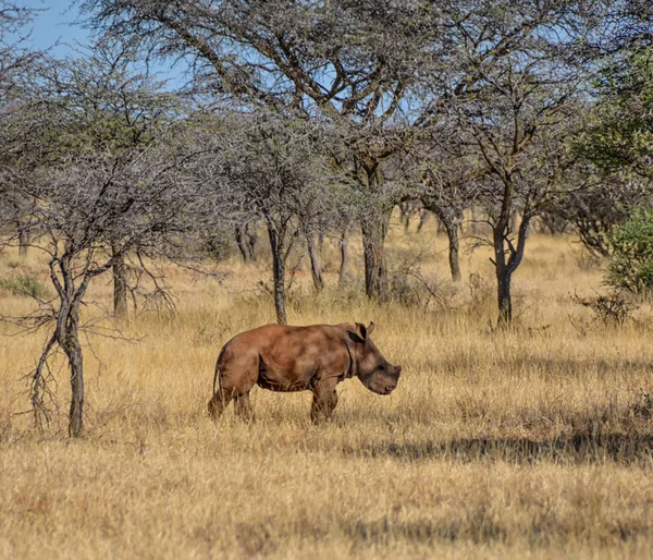 Macho Becerro Blanco Rinoceronte Caminando Sabana Del Sur África — Foto de Stock