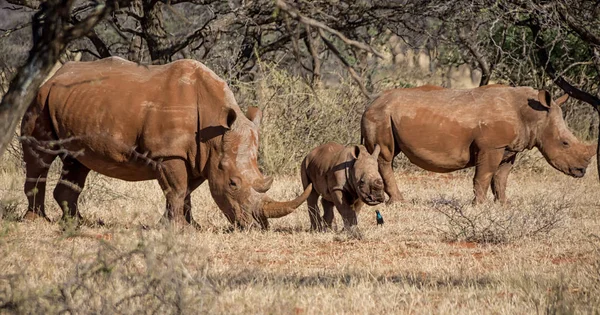 아프리카 사바나에 화이트 Rhinoceroses — 스톡 사진