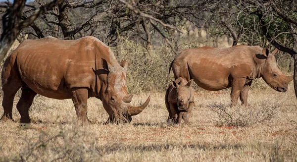 Familia Rinocerontes Blancos Sabana Del Sur África — Foto de Stock