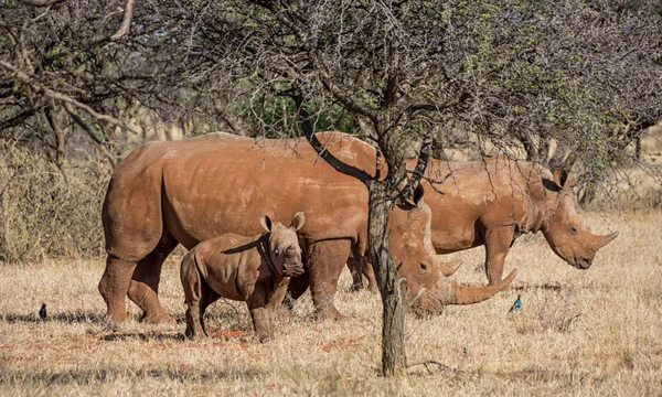 아프리카 사바나에 화이트 Rhinoceroses — 스톡 사진