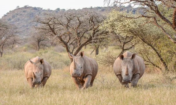 Tre Vita Noshörningar Södra Afrikanska Savannen — Stockfoto