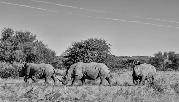 Τρεις Λευκού Ρινόκερου Στην Νότια Αφρικανική Σαβάνα — Φωτογραφία Αρχείου