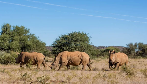 Tre Vita Noshörningar Södra Afrikanska Savannen — Stockfoto