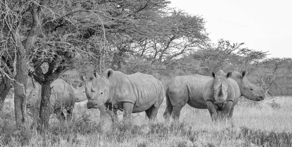 Foto Monocromática Rinocerontes Brancos Adultos Andando Savana África Austral — Fotografia de Stock