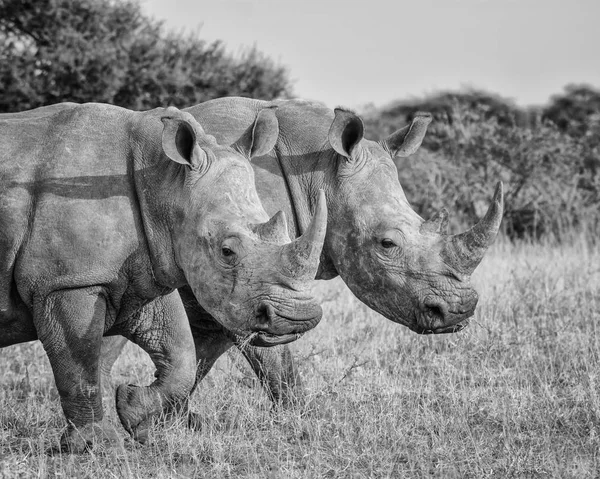 Monochrome Photo Adult White Rhinos Walking Savanna Southern Africa — Stock Photo, Image