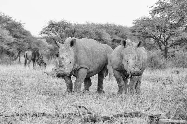 Foto Monocromática Rinocerontes Brancos Adultos Andando Savana África Austral — Fotografia de Stock