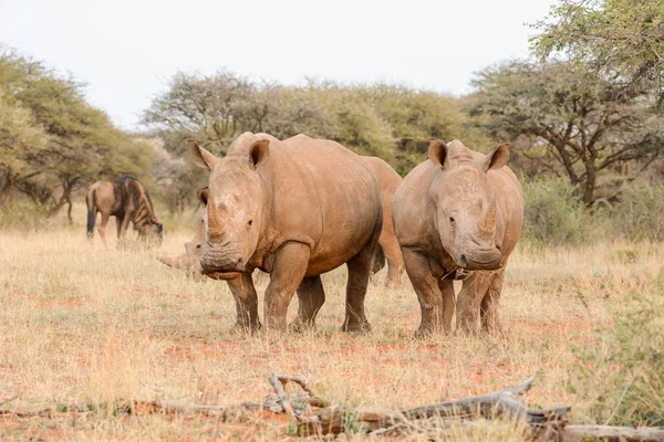 아프리카 사바나에 화이트 Rhinoceroses의 — 스톡 사진