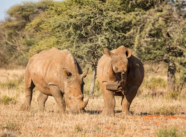 Два Білих Носороги Південної Африки Савана — стокове фото