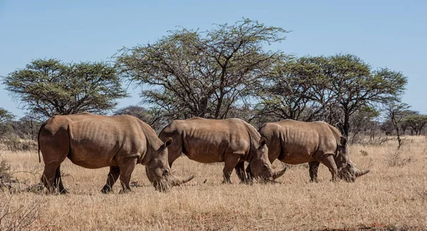 group of White Rhinoceroses in Southern African savanna