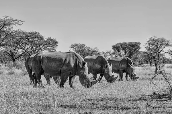 Monochromatycznych Zdjęć Dorosłych Białe Nosorożce Chodzenie Sawanny Afryka Południowa — Zdjęcie stockowe