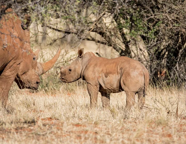 화이트 Rhinoceroses 어머니와 아프리카 사바나에 나무에서 송아지 — 스톡 사진