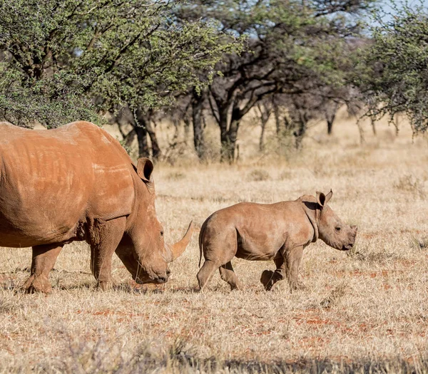 화이트 Rhinoceroses 어머니와 송아지 아프리카 사바나에 — 스톡 사진