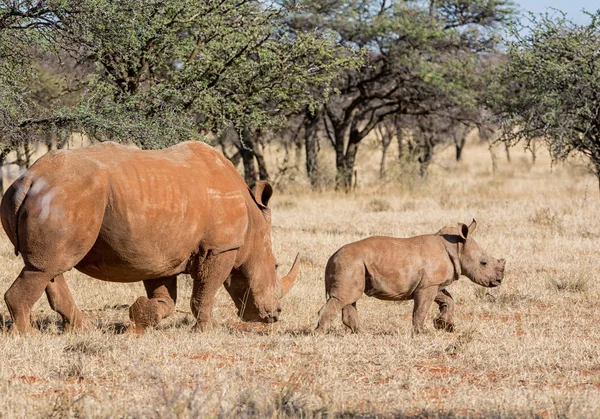 화이트 Rhinoceroses 어머니와 송아지 아프리카 사바나에 — 스톡 사진