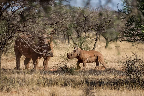 화이트 Rhinoceroses 어머니와 아프리카 사바나에 나무에서 송아지 — 스톡 사진