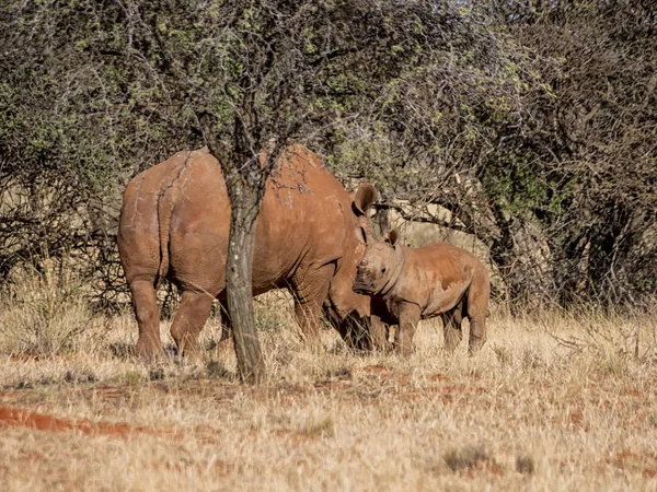 화이트 Rhinoceroses 어머니와 아프리카 사바나에 나무에서 송아지 — 스톡 사진