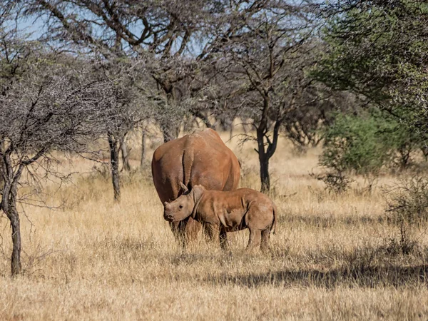 아프리카 사바나에 어머니를 화이트 Rhinoceroses 송아지 — 스톡 사진