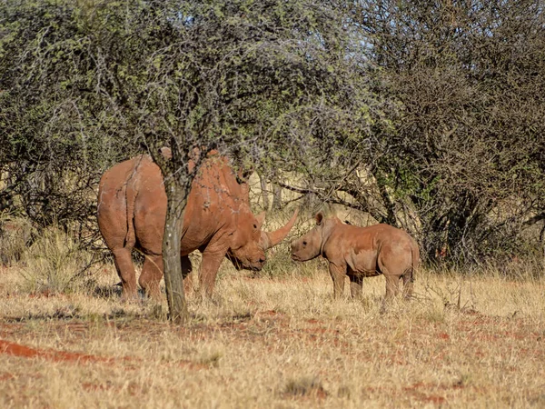 화이트 Rhinoceroses 어머니와 아프리카 사바나에 나무에서 송아지 — 스톡 사진