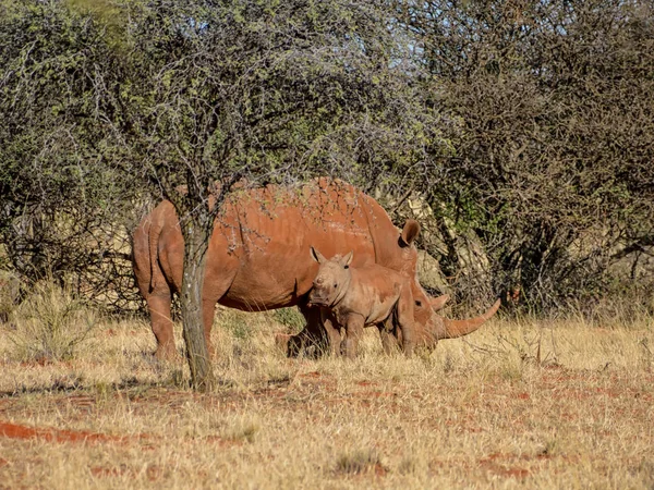 White Rhinoceroses Mother Calf Standing Southern African Savanna — Stock Photo, Image