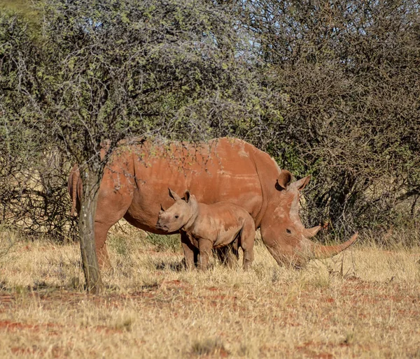 Rinocerontes Blancos Madre Ternera Pie Sabana Del Sur África — Foto de Stock