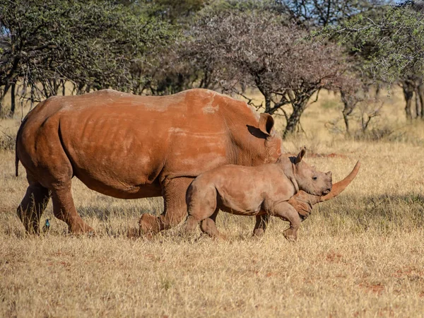 Bílé Nosorožce Matka Tele Stojí Jižní Africké Savany — Stock fotografie