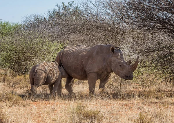 Білий Носороги Матері Теля Південної Африки Савана — стокове фото