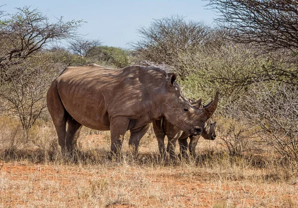 White Rhinos mother and calf in Southern African savanna