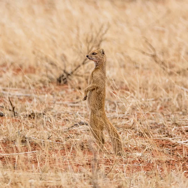 Жовтий Mongoose Південної Африки Савана — стокове фото