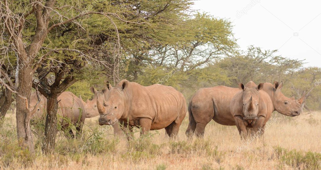 group of White Rhinoceroses in Southern African savanna