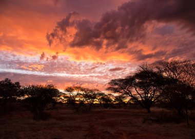 ağaçlar ve dramatik günbatımı görünümünde Güney Afrika savana