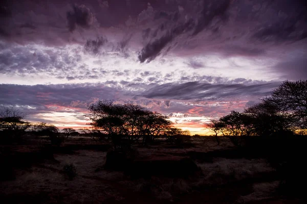 Blick Auf Bäume Und Dramatischen Sonnenuntergang Der Südafrikanischen Savanne — Stockfoto